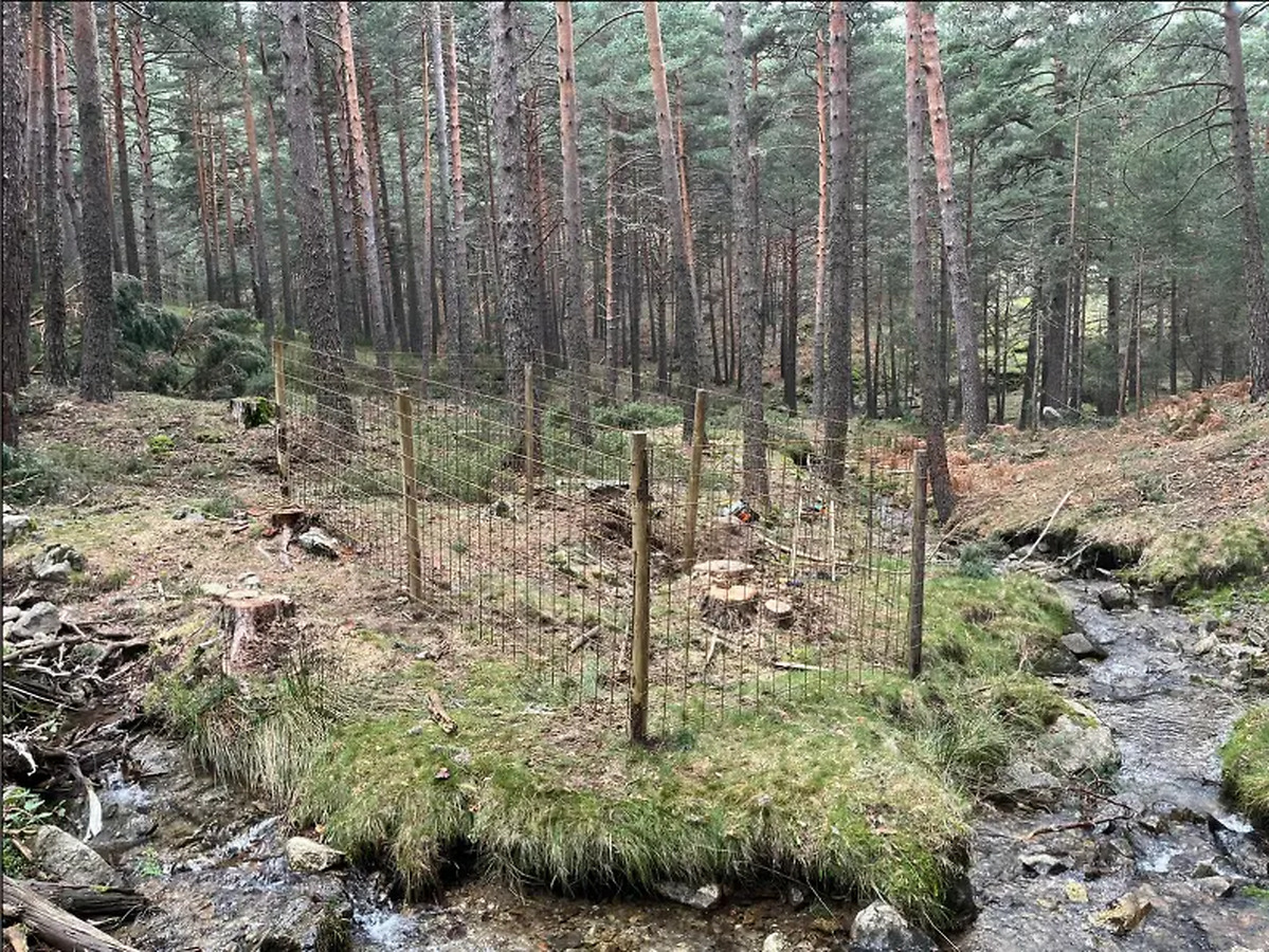 Mejora de la vegetación de ribera en el Monte Cabeza de Hierro, en la Sierra de Guadarrama