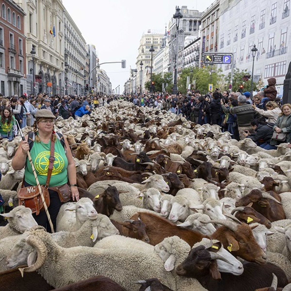 La Fiesta de la Trashumancia en Madrid contará con 1.400 ovejas y cabras en un recorrido modificado