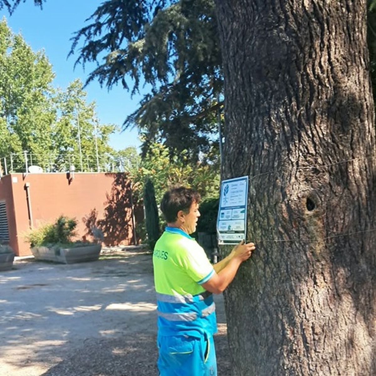 Madrid destaca siete árboles por su valor ambiental en la campaña EUTreeTag 2026